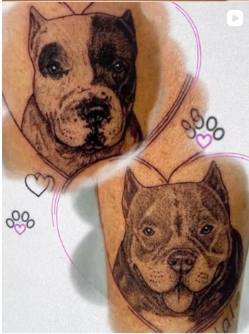 Pets Pitt Bull